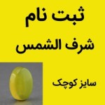 نگین انگشتر عقیق شرف الشمس سایز کوچک ( ثبت نام )